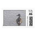 duck postage stamp