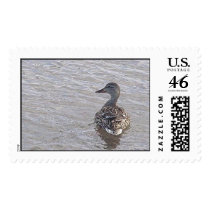 duck postage stamp