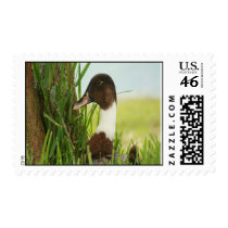 duck postage stamps