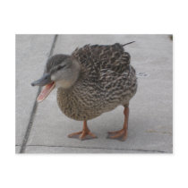 Duck postcard by LouieKirke Duck postcard