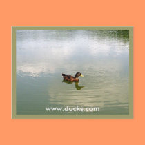 Duck Postcard