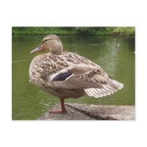 Duck Postcard