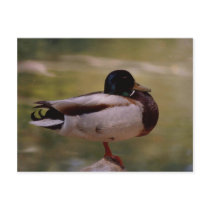Duck postcards by quetzal323 Duck postcards