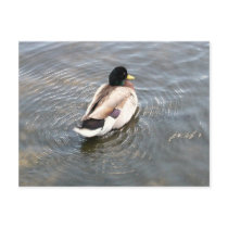 Duck Postcard by squirrel27 Duck Postcard