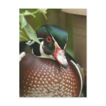 Duck postcards