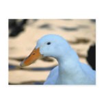 Duck Post Card