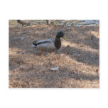 Duck Post Card