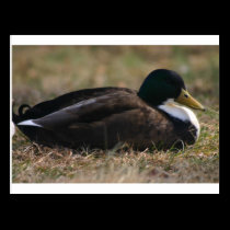 Duck postcards