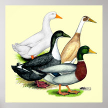 Duck Quartet Print