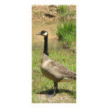 DUCK RACK CARD rack cards