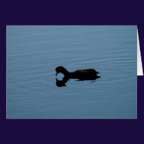 Duck Reflection