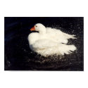 Duck Shaking posters by Fenyvessy Duck Shaking posters