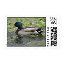 Duck Stamps