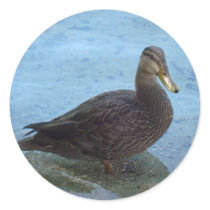 Duck Sticker