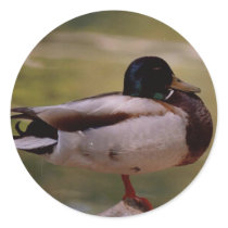 Duck stickers by quetzal323 Duck stickers