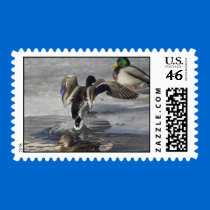 Duck up~ First Class Stamp by 1drafthorse Duck up~ First Class Stamp