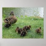 Duck with Ducklings Canvases, Prints & Posters