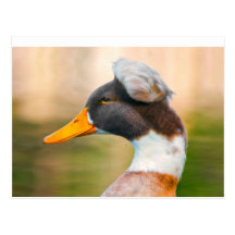 Duck with Mohawk Post Card