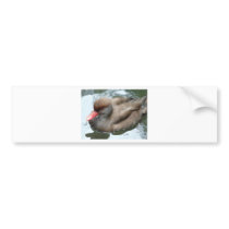 duck with red beak bumper stickers