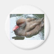duck with red beak magnet
