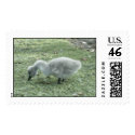Duckie postage