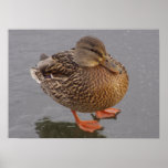 Duckie Posters