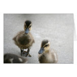 Duckling Blank Card