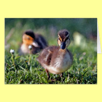 Duckling cards by paulnsheryl Duckling cards