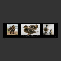 "Duckling Collection", Black posters