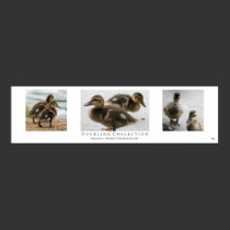 "Duckling Collection", White posters