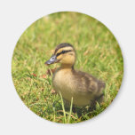 Duckling Magnets
