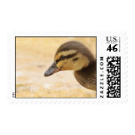 Duckling Postage
