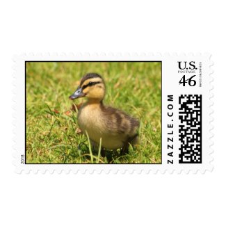 Duckling Postage stamp