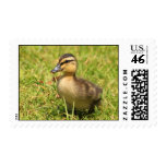 Duckling Postage