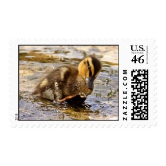 Duckling Postage stamp