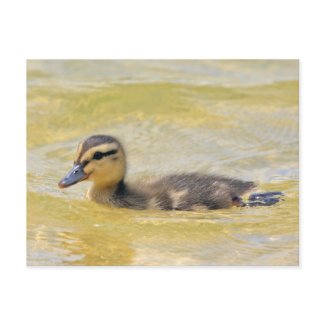 Duckling postcard