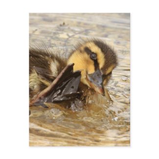 Duckling postcard
