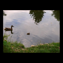 Duckling posters