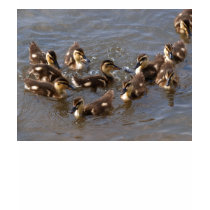 duckling splash t-shirts by BrendaKLoveless duckling splash t-shirts