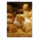 Ducklings Greeting Cards