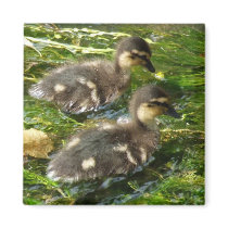 Ducklings Magnet magnets