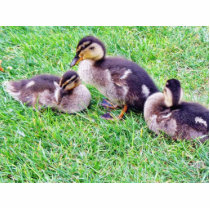 Ducklings On The Grass photo sculptures by lifesphere Ducklings On The Grass photo sculptures