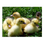 Ducklings Postcards
