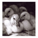 Ducklings posters