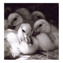 Ducklings posters by cnelson Ducklings posters
