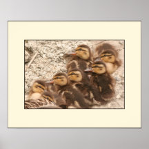 Ducklings Poster