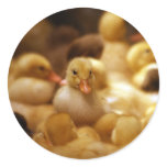 Ducklings Stickers