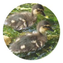 Ducklings Stickers stickers
