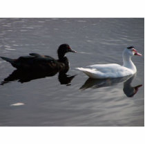 Ducks1 photo sculptures