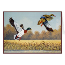 Ducks #1 cards by raytcook Ducks #1 cards